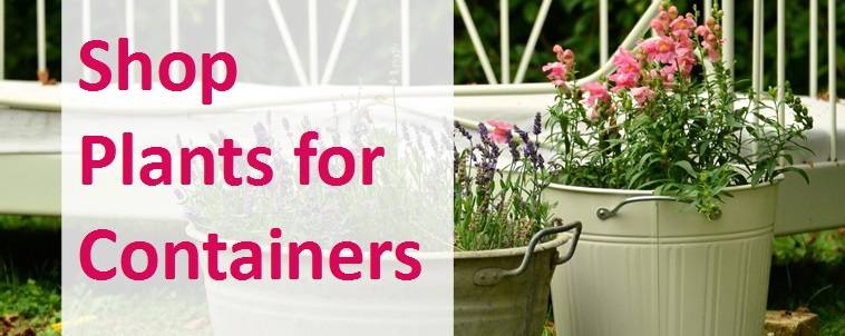 Shop plants for containers 2